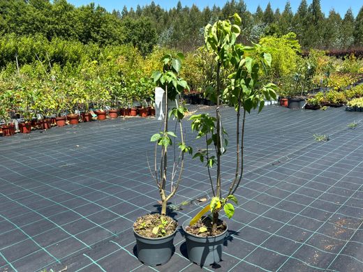 Syringa vulgaris 'Madame Lemoine' - Lilo Blanco de Flor Doble