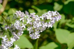 Syringa vulgaris 'Madame Lemoine' - Lilo Blanco de Flor Doble