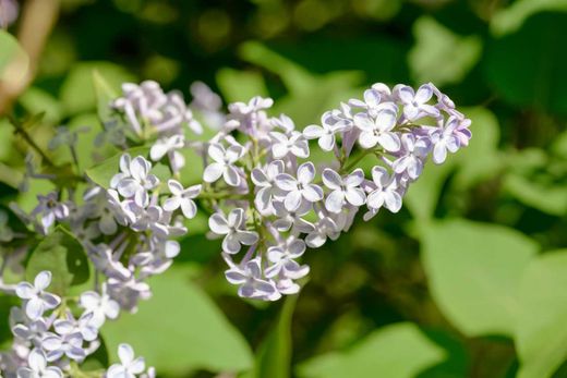 Syringa vulgaris 'Madame Lemoine' - Lilo Blanco de Flor Doble