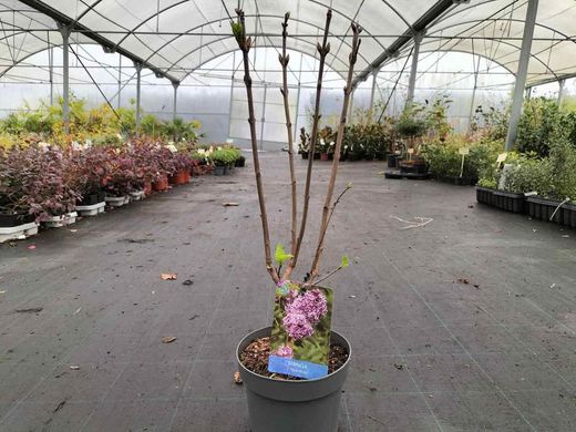 Syringa vulgaris "Sensation"