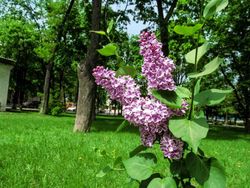 Syringa vulgaris "Sensation"