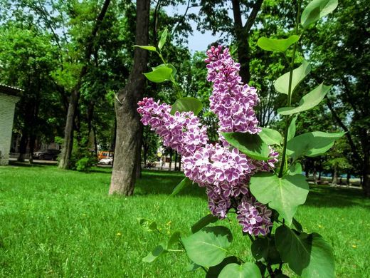 Syringa vulgaris "Sensation"