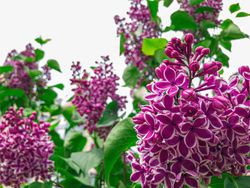 Syringa vulgaris "Sensation"