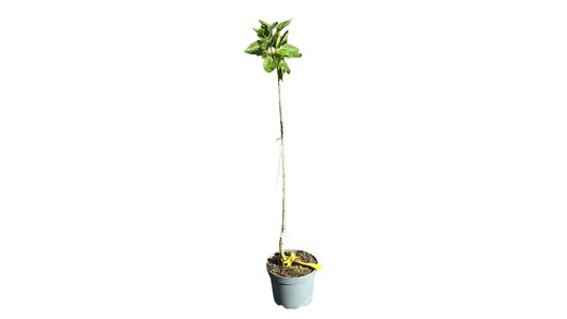 Syringa vulgaris "Sensation"