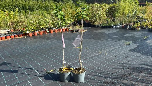 Syringa vulgaris "Sensation"