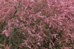 Tamarindo rosa, Tamarix ramossisima