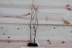 Tamarindo rosa, Tamarix ramossisima