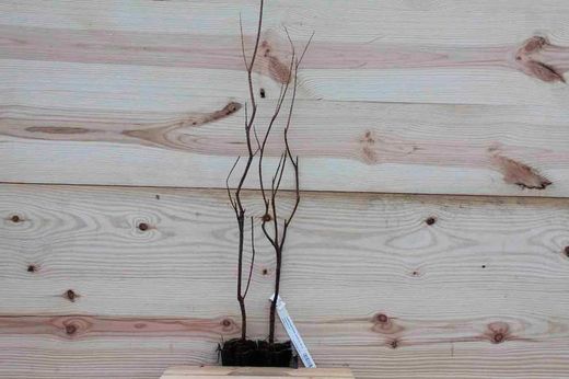 Tamarindo rosa, Tamarix ramossisima