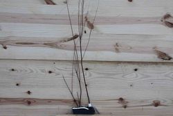 Tamarindo, tamarisco, taraje, tamarix gallica