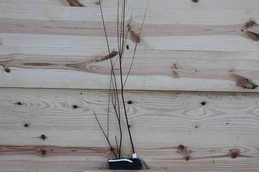 Tamarindo, tamarisco, taraje, tamarix gallica