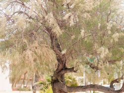 Tamarindo, tamarisco, taraje, tamarix gallica