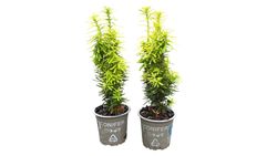 Taxus baccata "David"