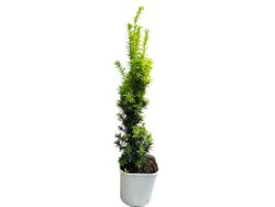 Taxus baccata "David"