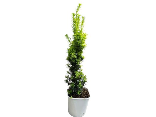 Taxus baccata "David"