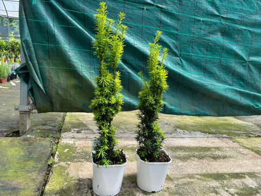 Taxus baccata "David"