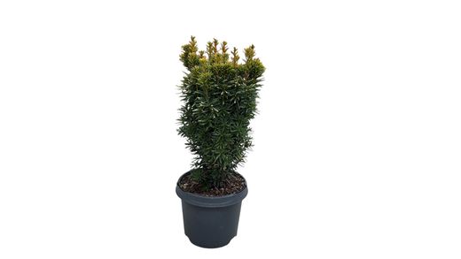 Taxus baccata "David"