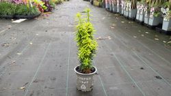 Taxus baccata "David"