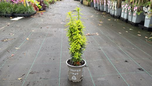 Taxus baccata "David"
