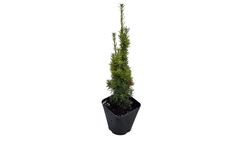 Taxus baccata "David"