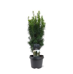 Taxus baccata "Fastigiata"
