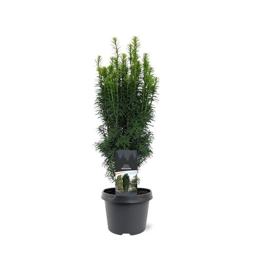 Taxus baccata "Fastigiata"