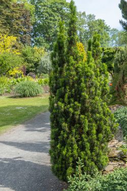 Taxus baccata "Fastigiata"