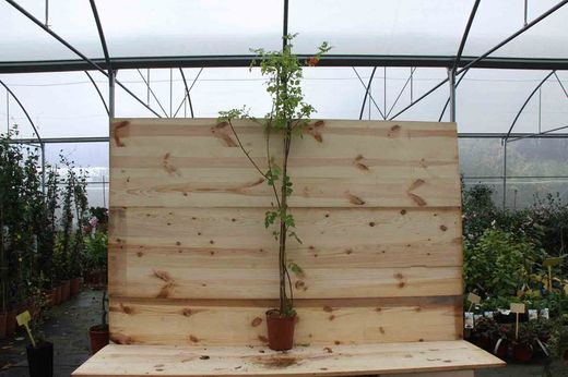 Tecomaria, Bignonia capensis