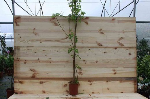 Tecomaria, Bignonia capensis