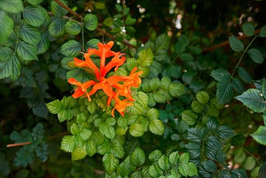 Tecomaria, Bignonia capensis