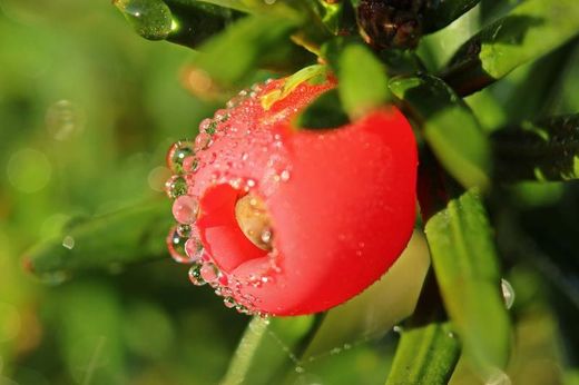 Tejo común, tejo negro, Taxus baccata