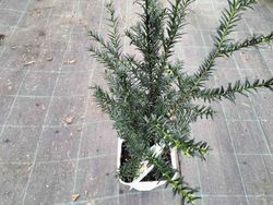 Tejo común, tejo negro, Taxus baccata