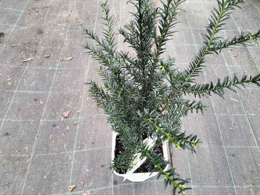 Tejo común, tejo negro, Taxus baccata