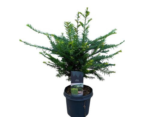 Tejo común, tejo negro, Taxus baccata