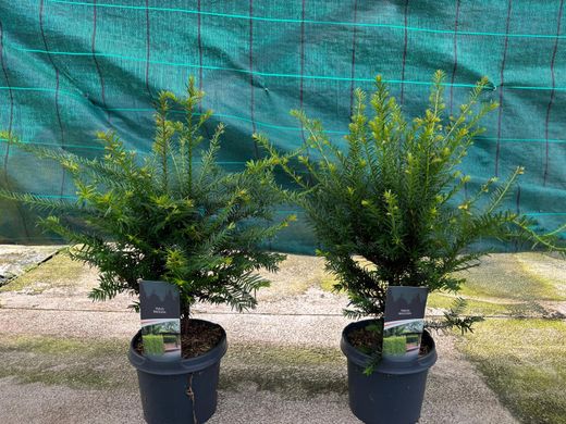 Tejo común, tejo negro, Taxus baccata