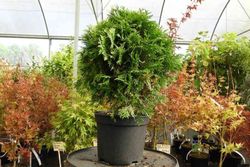 Thuja occidentalis 'Danica aurea', Tuya del Canadá en maceta