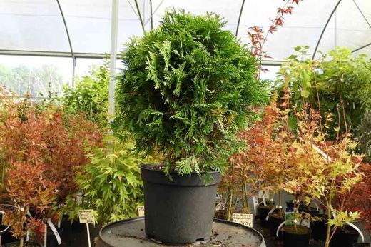 Thuja occidentalis 'Danica aurea', Tuya del Canadá en maceta
