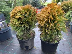 Thuja occidentalis 'Danica aurea', Tuya del Canadá en maceta