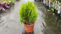 Thuja occidentalis 'Danica aurea' - Thuya canadien