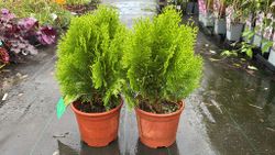 Thuja occidentalis 'Danica aurea' - Thuya canadien