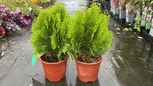 Thuja occidentalis 'Danica aurea' - Thuya canadien