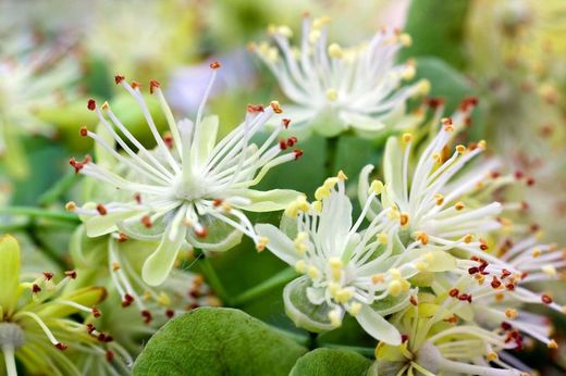 Tília comum, tília de folhas largas, Tilia platyphyllos
