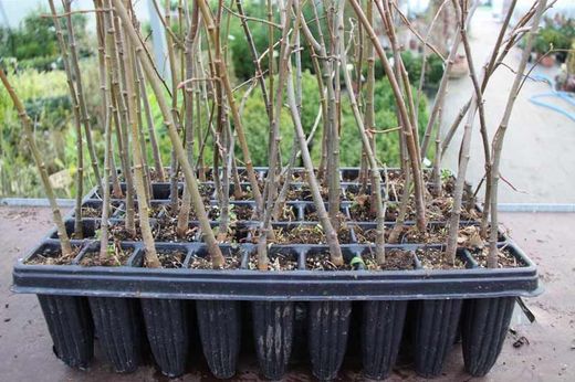 Tília comum, tília de folhas largas, Tilia platyphyllos