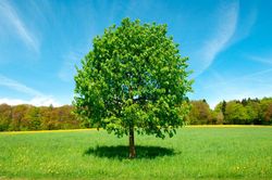 Tília comum, tília de folhas largas, Tilia platyphyllos