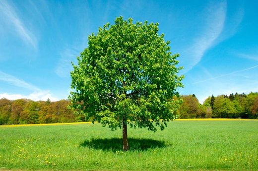 Tília comum, tília de folhas largas, Tilia platyphyllos
