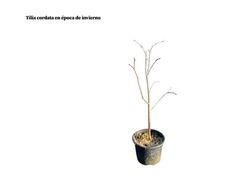 Tilleul à petites feuilles, tilleul buisson, Tilia cordata