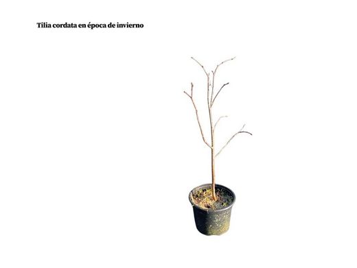 Tilleul à petites feuilles, tilleul buisson, Tilia cordata