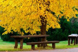 Tilleul à petites feuilles, tilleul buisson, Tilia cordata