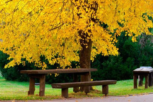 Tilleul à petites feuilles, tilleul buisson, Tilia cordata