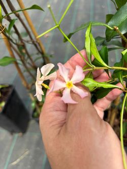 Trachelospermum asiaticum Pink Showers - Jazmín asiático rosa