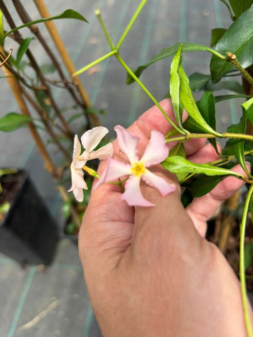Trachelospermum asiaticum Pink Showers - Jazmín asiático rosa